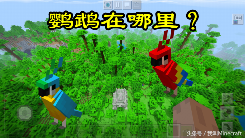 我的世界鹦鹉怎么跳舞-我的世界鹦鹉没血了