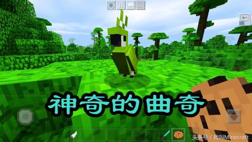 我的世界鹦鹉怎么跳舞-我的世界鹦鹉没血了
