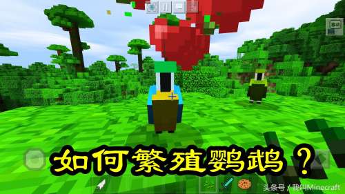 我的世界鹦鹉怎么跳舞-我的世界鹦鹉没血了