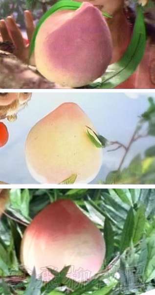 造梦西游3宣花葫芦和萱花红葫芦-造梦西游三宣花红葫芦