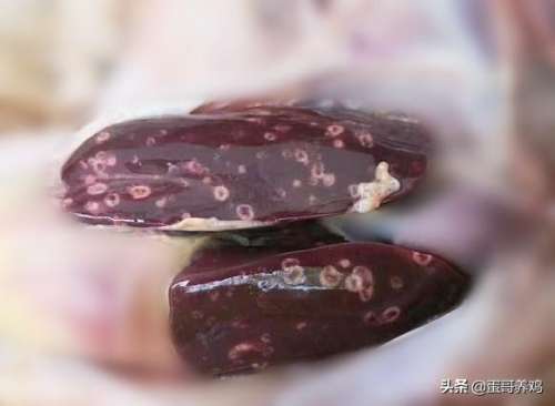 问道加蓝的药都有什么-问道买蓝什么药最划算