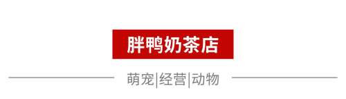 切水果躲避虫子是什么游戏-猫玩踩虫子手机游戏