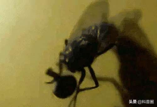苍蝇头掉了是什么成语-形容自己像无头苍蝇的词语