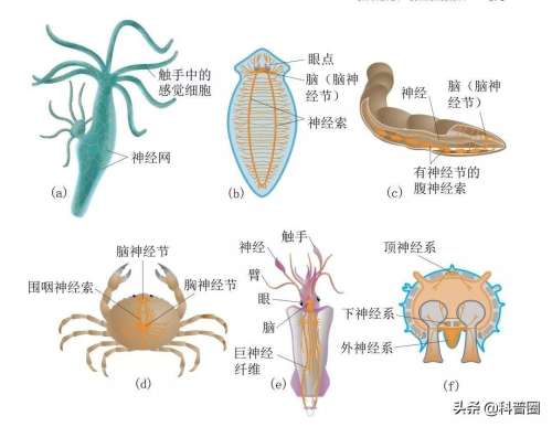 苍蝇头掉了是什么成语-形容自己像无头苍蝇的词语
