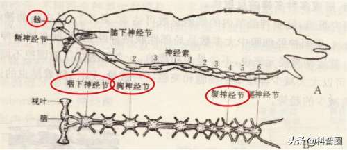 苍蝇头掉了是什么成语-形容自己像无头苍蝇的词语