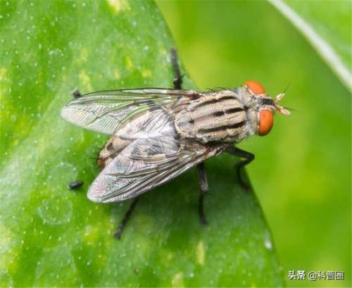 苍蝇头掉了是什么成语-形容自己像无头苍蝇的词语