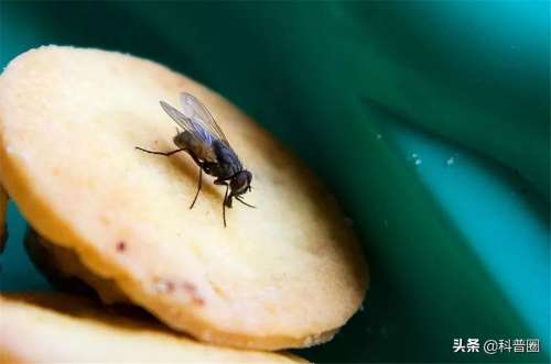 苍蝇头掉了是什么成语-形容自己像无头苍蝇的词语