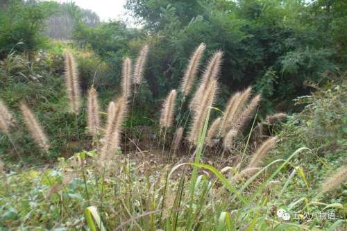 植物大战僵尸3植物大全图鉴-植物大战僵尸3图鉴