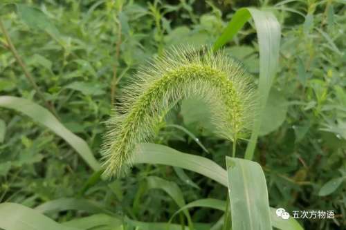 植物大战僵尸3植物大全图鉴-植物大战僵尸3图鉴