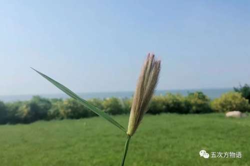 植物大战僵尸3植物大全图鉴-植物大战僵尸3图鉴