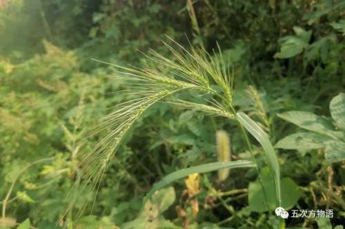 植物大战僵尸3植物大全图鉴-植物大战僵尸3图鉴