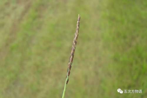 植物大战僵尸3植物大全图鉴-植物大战僵尸3图鉴