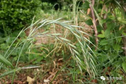 植物大战僵尸3植物大全图鉴-植物大战僵尸3图鉴