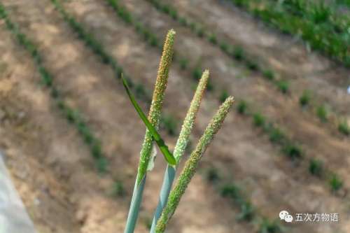 植物大战僵尸3植物大全图鉴-植物大战僵尸3图鉴