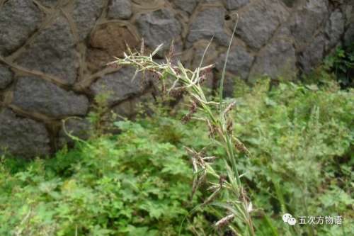 植物大战僵尸3植物大全图鉴-植物大战僵尸3图鉴