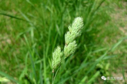 植物大战僵尸3植物大全图鉴-植物大战僵尸3图鉴