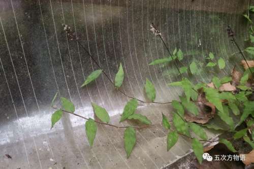 植物大战僵尸3植物大全图鉴-植物大战僵尸3图鉴