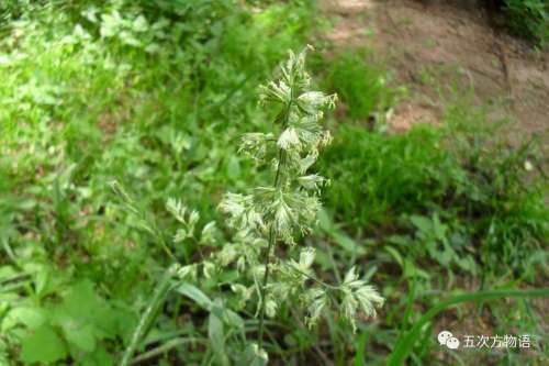 植物大战僵尸3植物大全图鉴-植物大战僵尸3图鉴