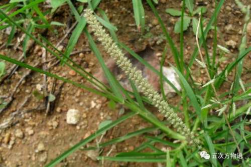 植物大战僵尸3植物大全图鉴-植物大战僵尸3图鉴
