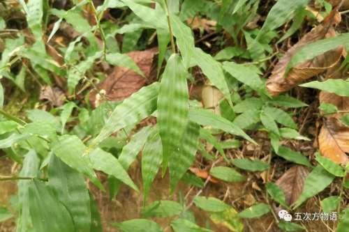 植物大战僵尸3植物大全图鉴-植物大战僵尸3图鉴