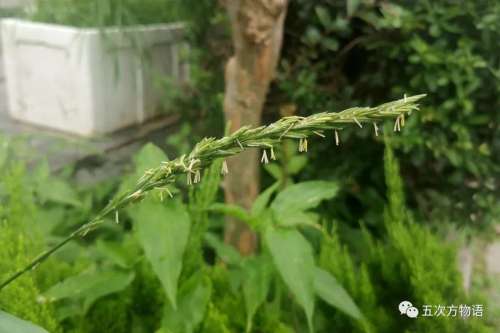 植物大战僵尸3植物大全图鉴-植物大战僵尸3图鉴