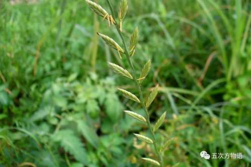 植物大战僵尸3植物大全图鉴-植物大战僵尸3图鉴