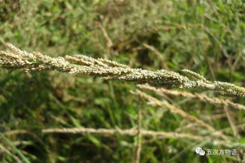 植物大战僵尸3植物大全图鉴-植物大战僵尸3图鉴