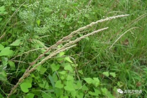 植物大战僵尸3植物大全图鉴-植物大战僵尸3图鉴