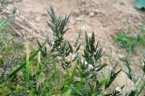 植物大战僵尸3植物大全图鉴-植物大战僵尸3图鉴