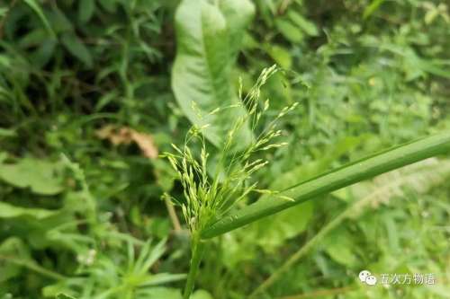 植物大战僵尸3植物大全图鉴-植物大战僵尸3图鉴