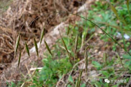 植物大战僵尸3植物大全图鉴-植物大战僵尸3图鉴