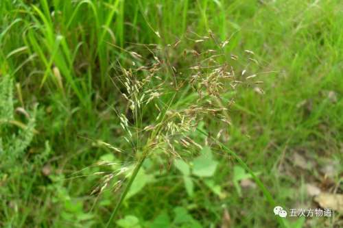 植物大战僵尸3植物大全图鉴-植物大战僵尸3图鉴