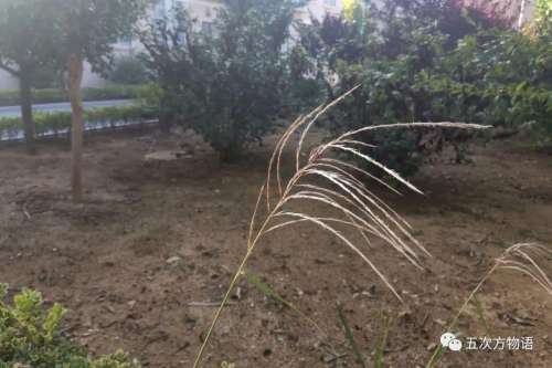 植物大战僵尸3植物大全图鉴-植物大战僵尸3图鉴