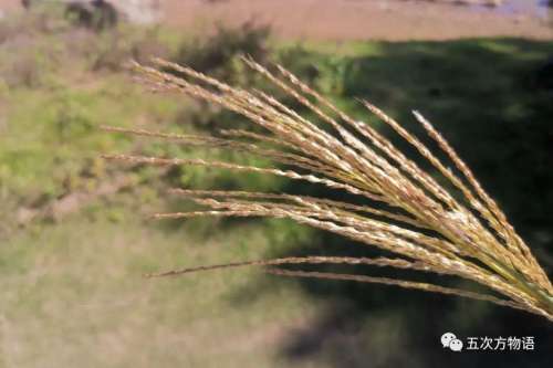 植物大战僵尸3植物大全图鉴-植物大战僵尸3图鉴