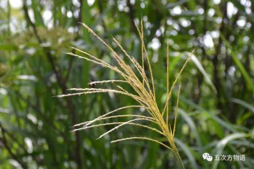 植物大战僵尸3植物大全图鉴-植物大战僵尸3图鉴
