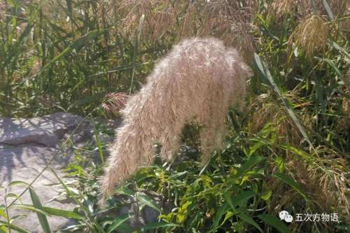 植物大战僵尸3植物大全图鉴-植物大战僵尸3图鉴