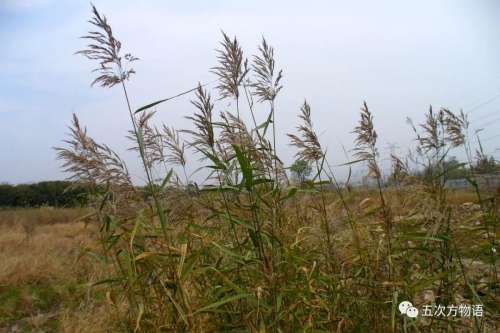 植物大战僵尸3植物大全图鉴-植物大战僵尸3图鉴