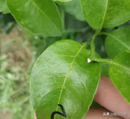 豚鼠特工队如何放出蜜蜂-蜜蜂特工队