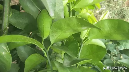 豚鼠特工队如何放出蜜蜂-蜜蜂特工队