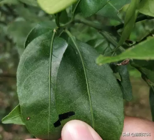 豚鼠特工队如何放出蜜蜂-蜜蜂特工队