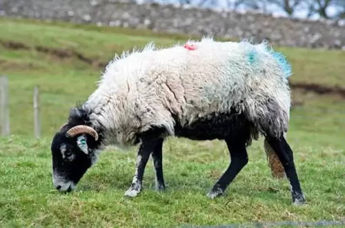sheep是什么意思译-a black sheep的意思