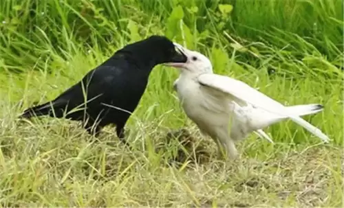 sheep是什么意思译-a black sheep的意思