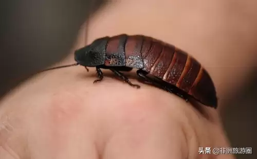 魔兽猎人驯服技能在哪里-魔兽世界怎么驯服宠物
