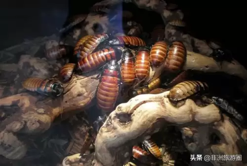 魔兽猎人驯服技能在哪里-魔兽世界怎么驯服宠物