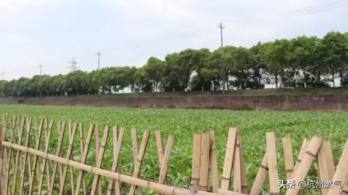 摩尔庄园兔子在哪养-摩尔庄园灵兽捕捉技巧