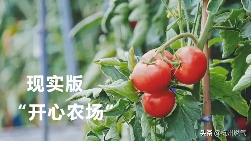 摩尔庄园兔子在哪养-摩尔庄园灵兽捕捉技巧
