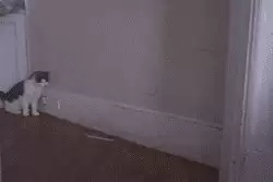 俗话说猫有九条命是真的吗-猫只有九条命吗
