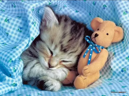 俗话说猫有九条命是真的吗-猫只有九条命吗
