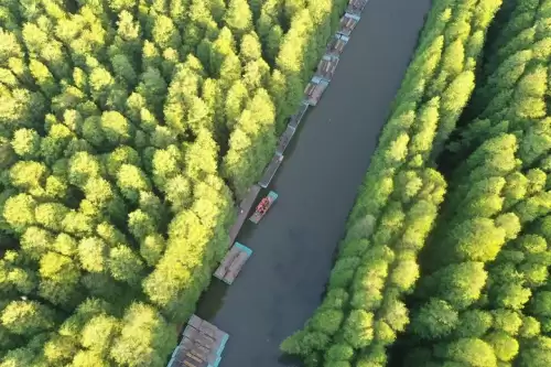 dnf诞生之芽图片-dnf纯净的花瓣碎片怎么获得