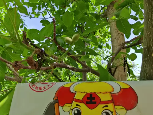 迷你世界枯草怎么繁殖-迷你世界附魔台怎么用